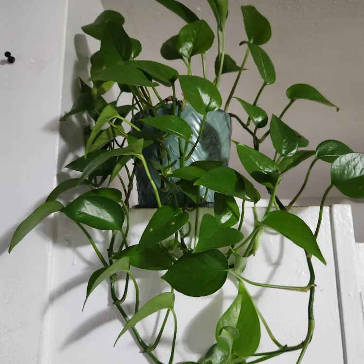 Potted Pothos Plant image indicator(3)