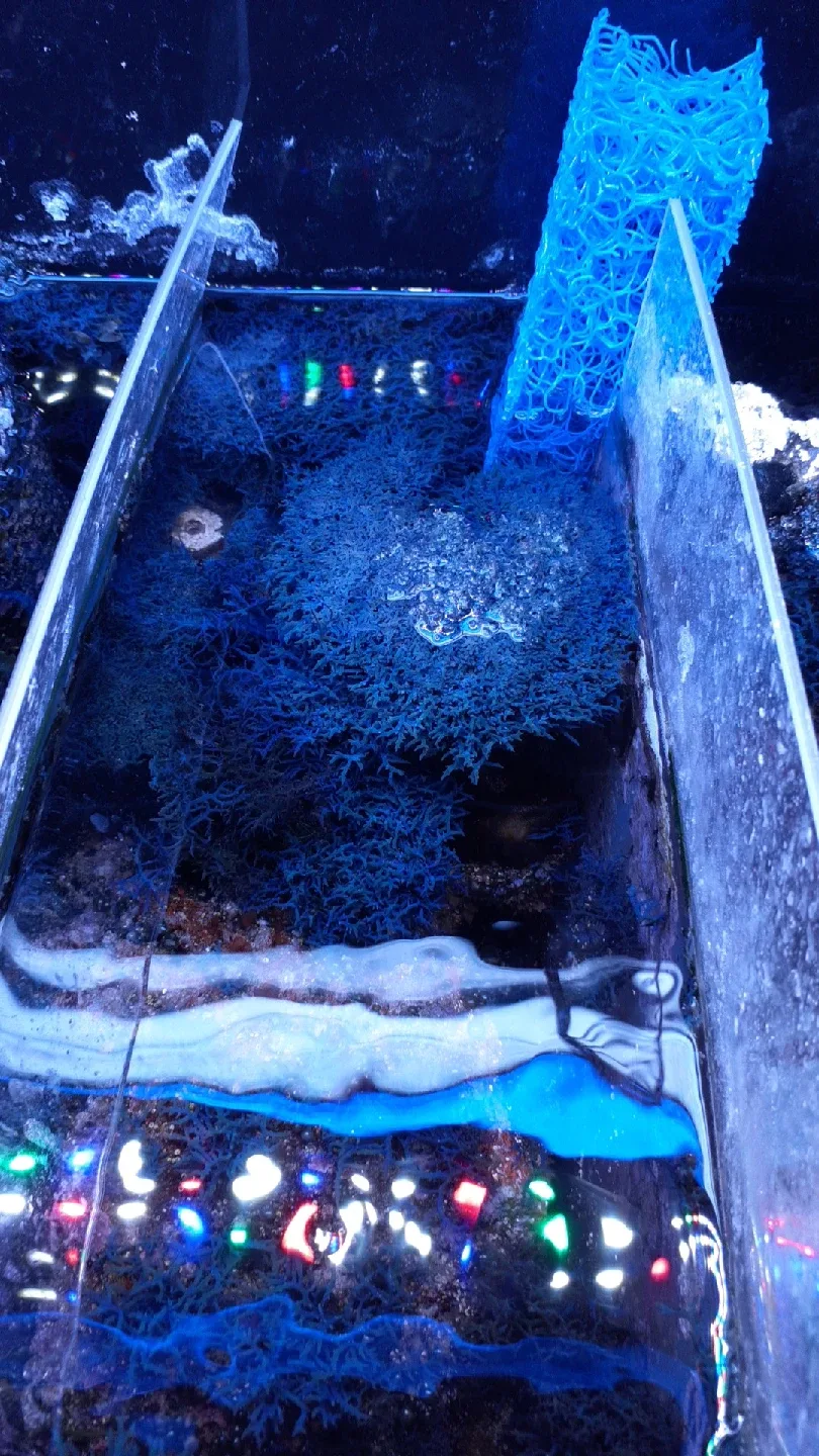 Blue Hypnea macroalgae image indicator(2)