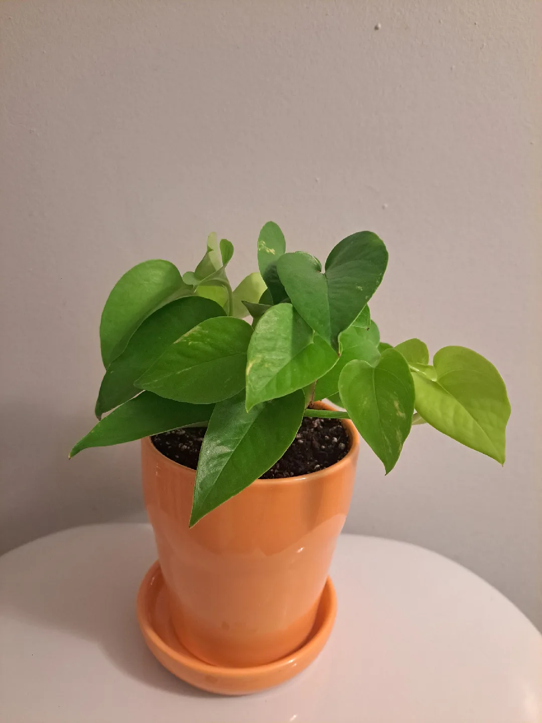 Beautiful Neon Pothos Plant thumbnail