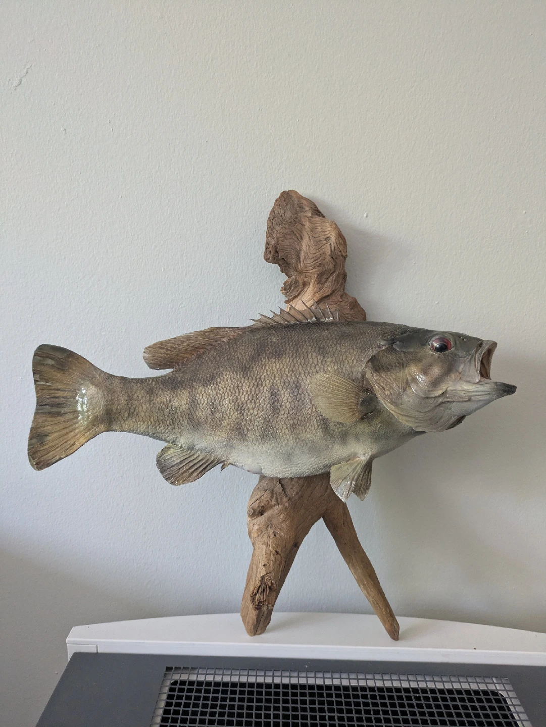 Taxidermy smallmouth bass