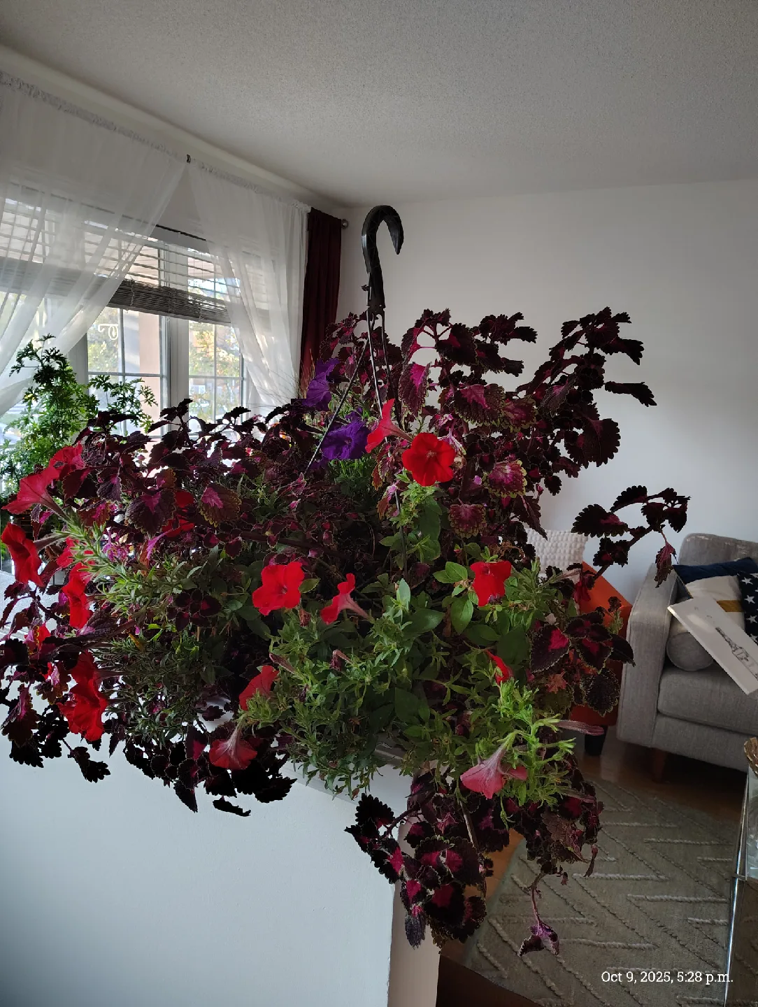 plant coleus & petunia, Hanging Flower with pot image indicator(2)