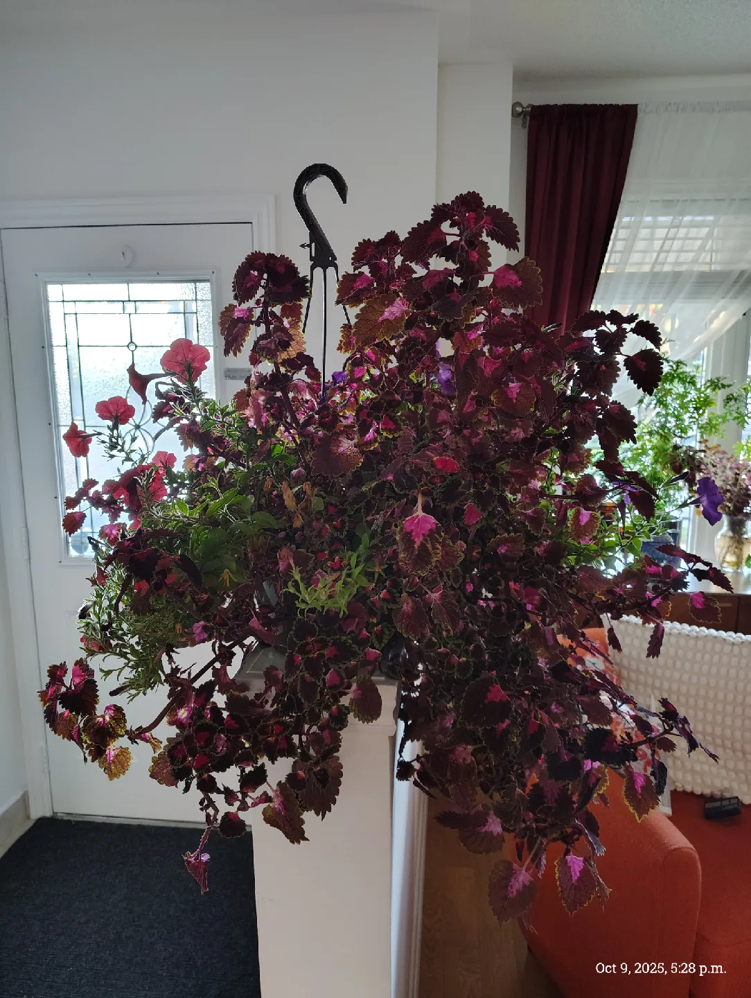 plant coleus & petunia, Hanging Flower with pot image indicator(3)