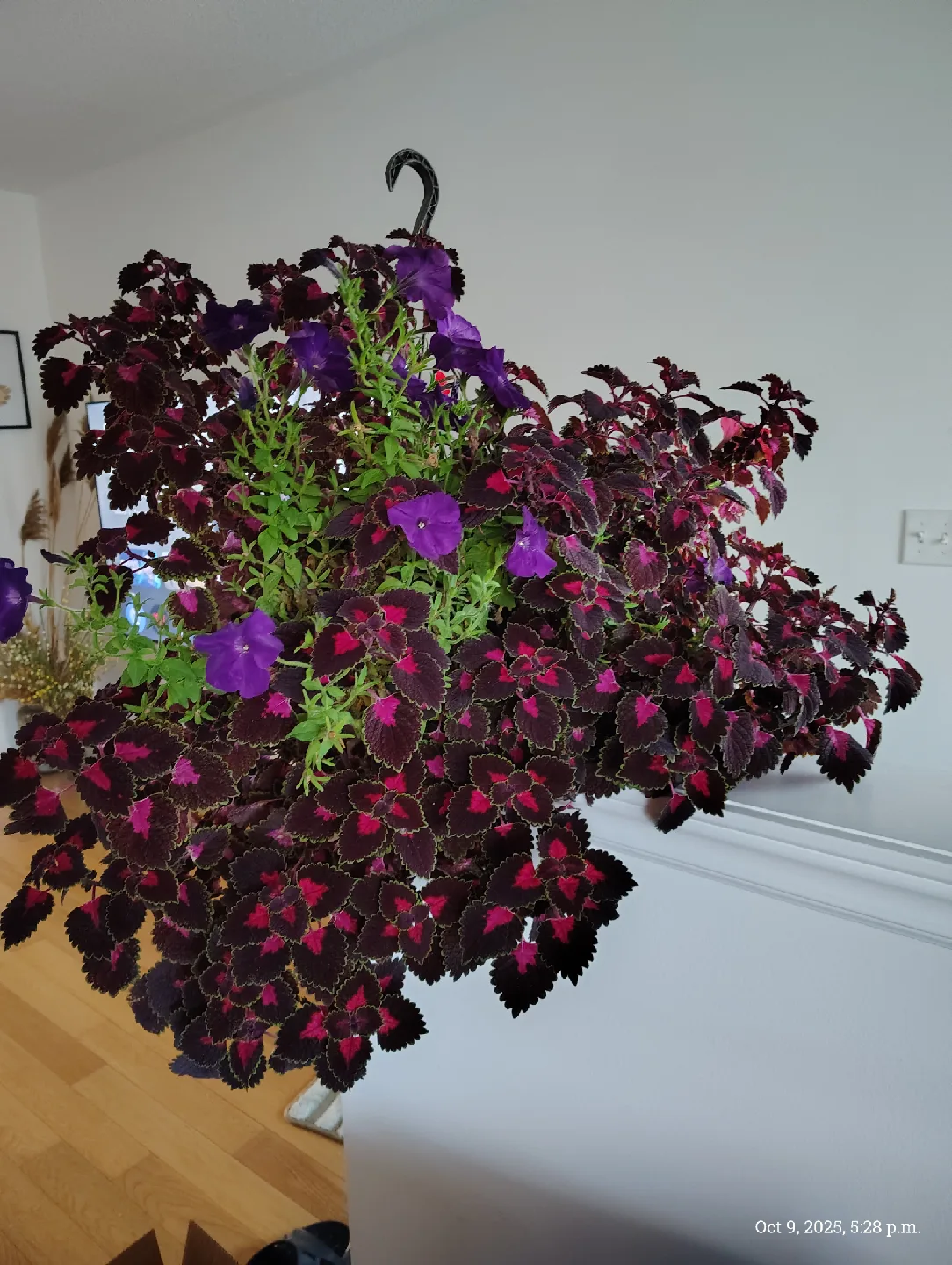 plant coleus & petunia, Hanging Flower with pot image indicator(4)