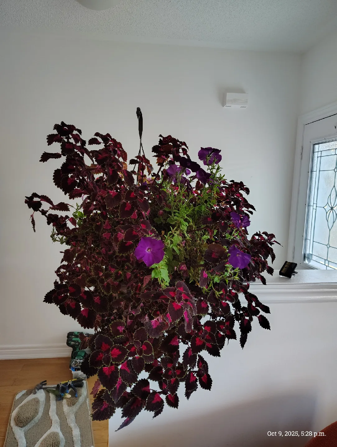 plant coleus & petunia, Hanging Flower with pot image indicator(5)