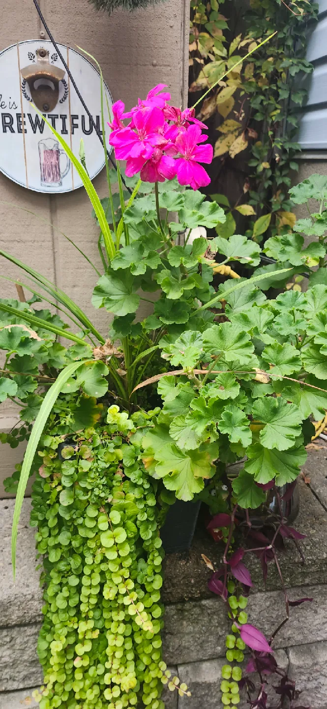 Geranium hot pink image indicator(2)