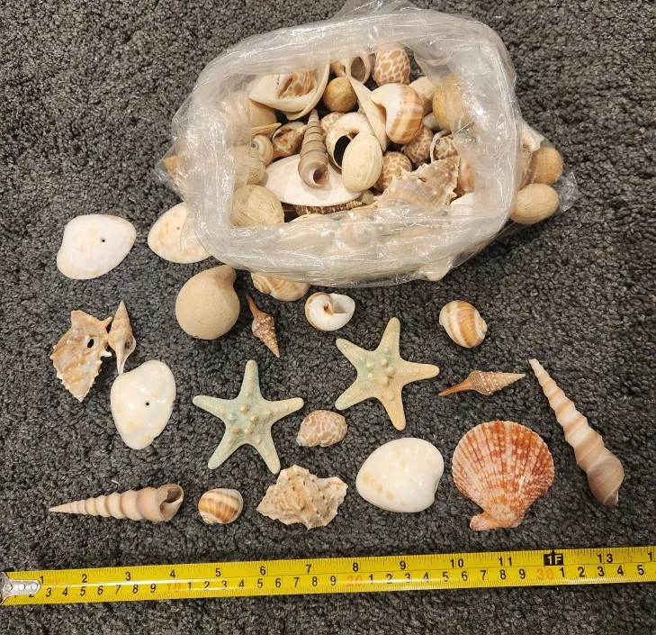 Assorted Sea Shells image indicator(3)