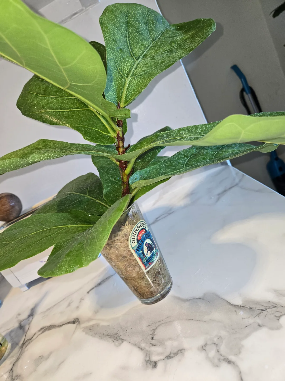 Fiddle Leaf Fig , MED. UNROOTED✨️IN MOSS🌿 thumbnail
