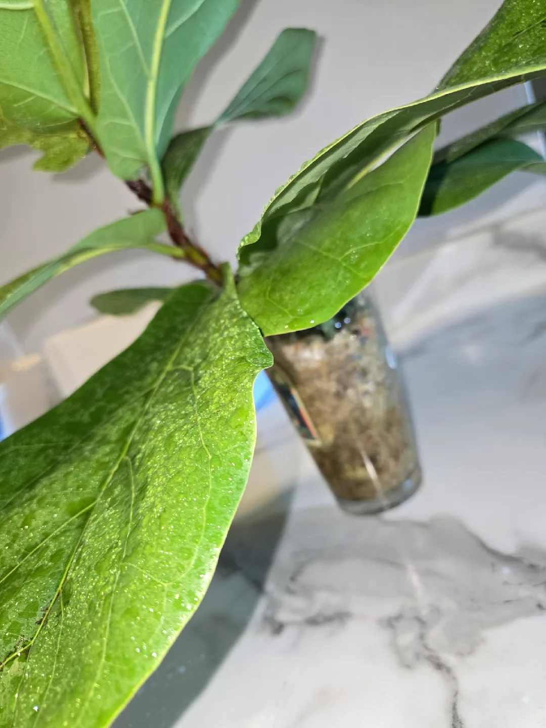 Fiddle Leaf Fig , MED. UNROOTED✨️IN MOSS🌿 image indicator(3)