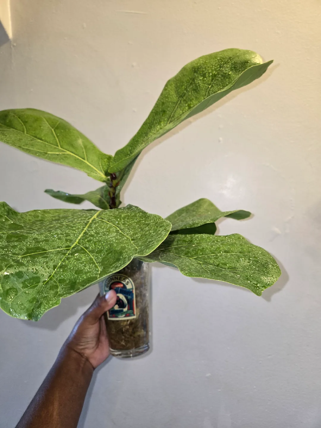 Fiddle Leaf Fig , MED. UNROOTED✨️IN MOSS🌿 image indicator(5)
