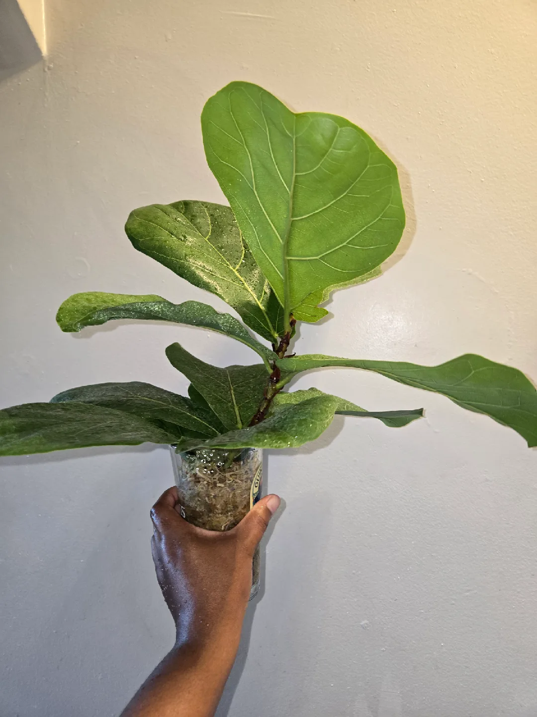Fiddle Leaf Fig , MED. UNROOTED✨️IN MOSS🌿 image indicator(6)