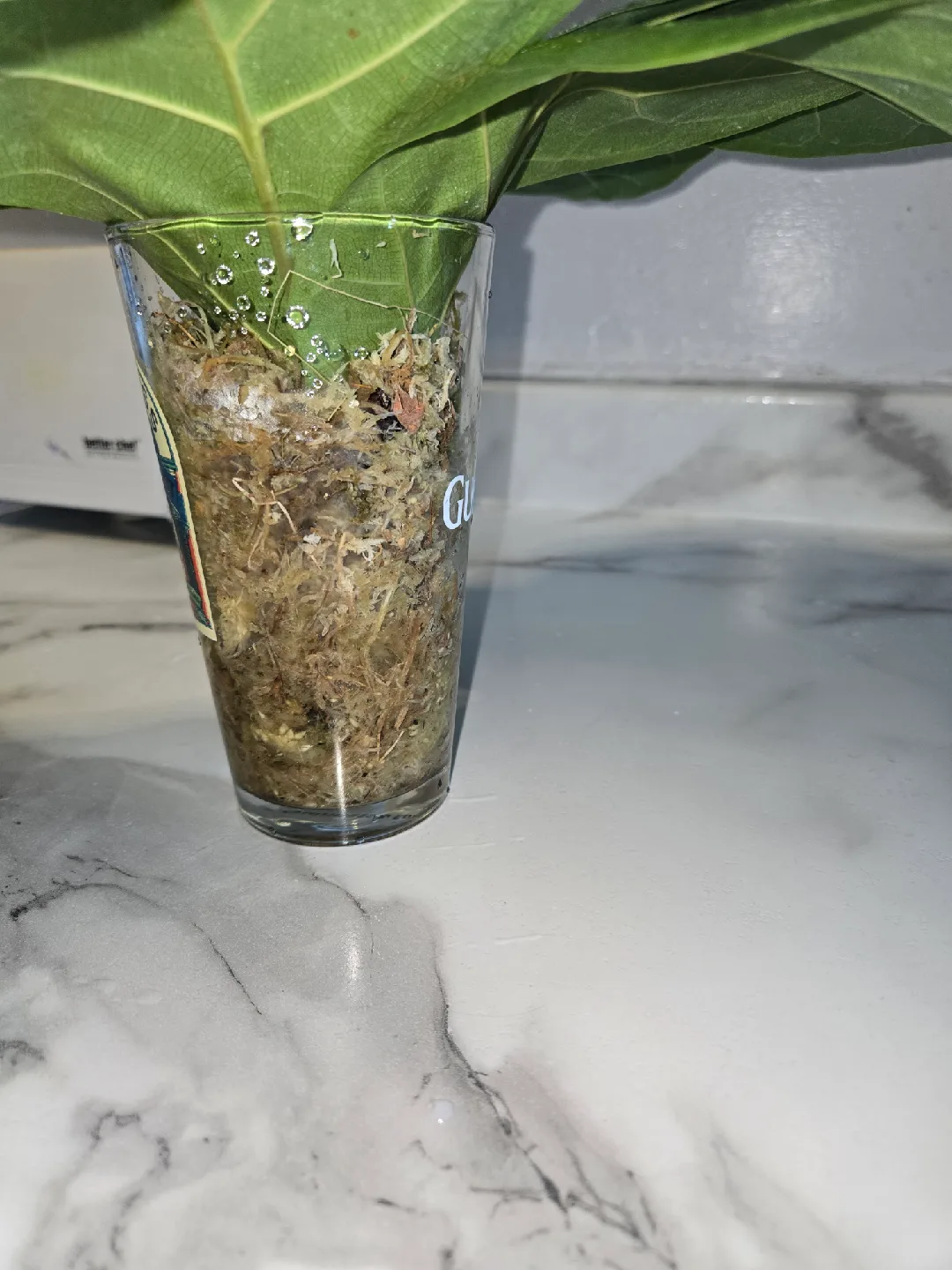 Fiddle Leaf Fig , MED. UNROOTED✨️IN MOSS🌿 image indicator(7)