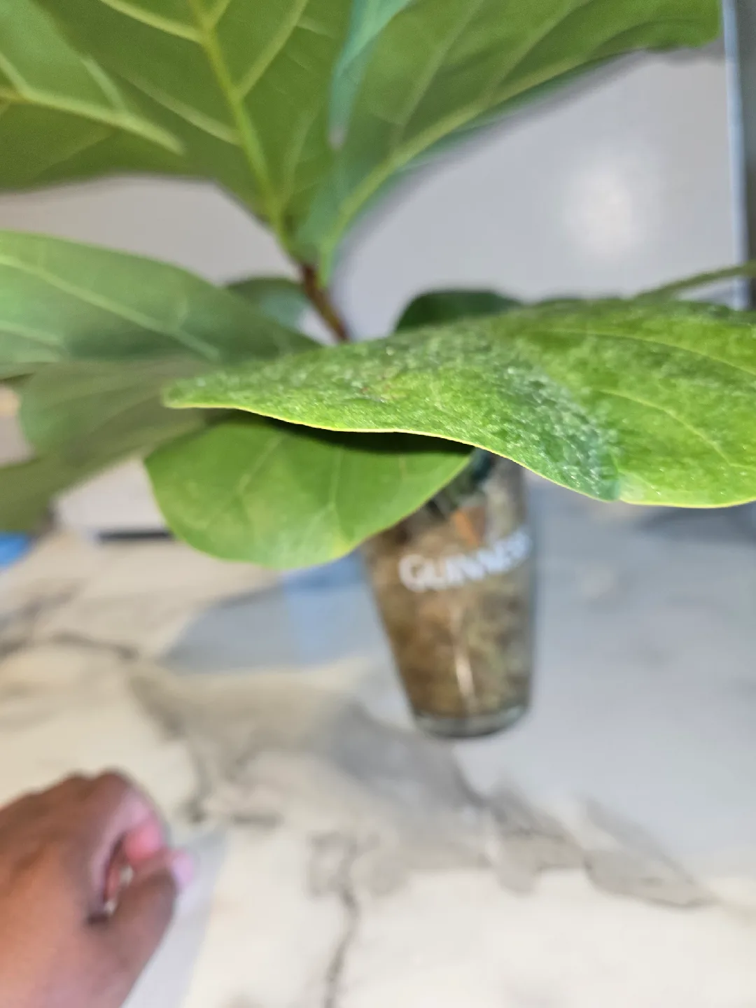 Fiddle Leaf Fig , MED. UNROOTED✨️IN MOSS🌿 image indicator(8)