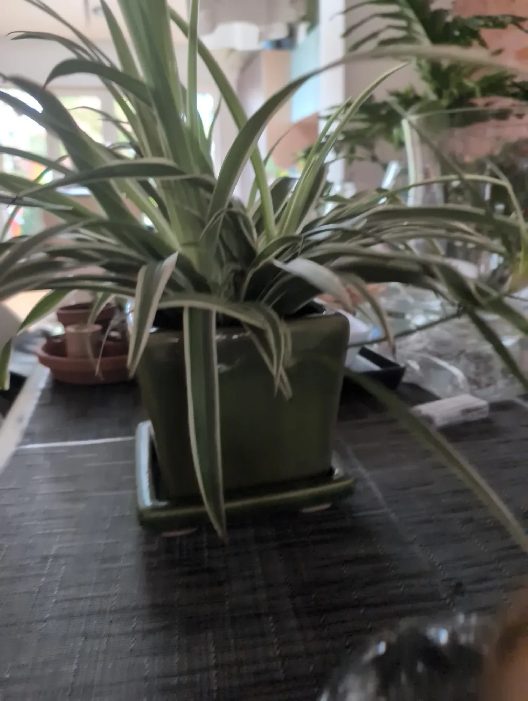 Spider Plant image indicator(3)