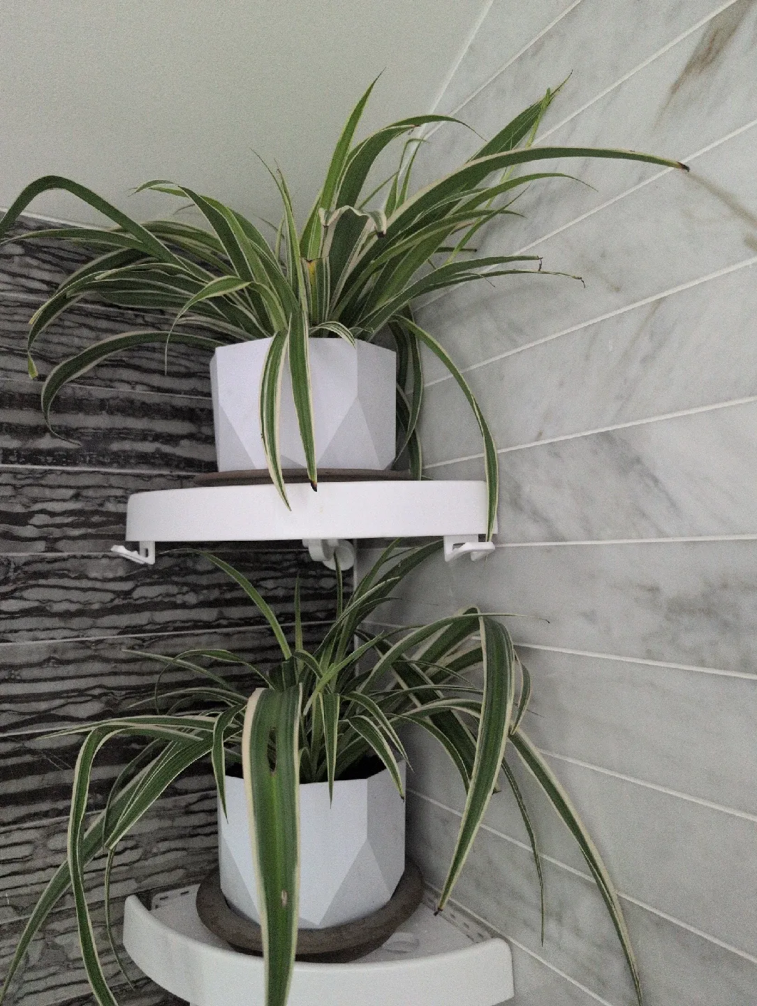 Spider Plant image indicator(6)