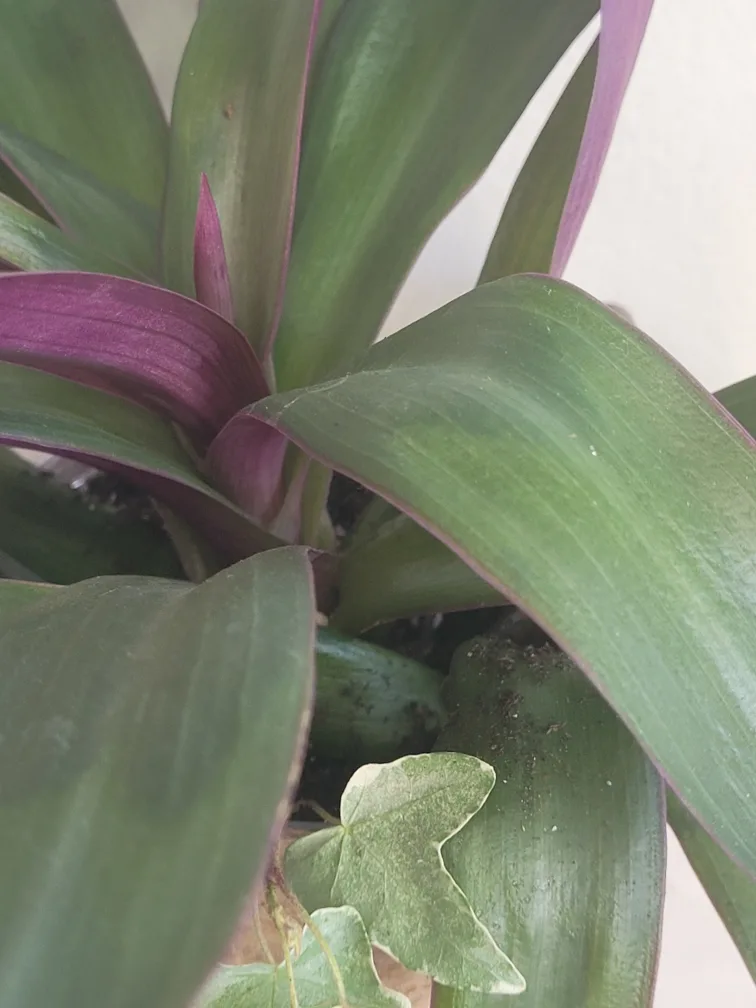 Boat lilly in decorative Pot image indicator(2)