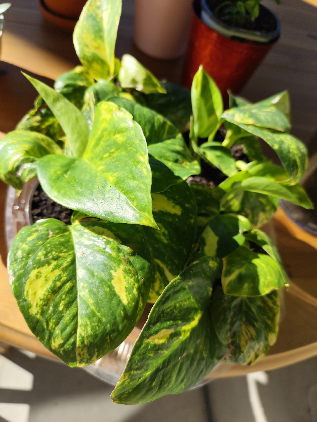 Potted Golden Pothos Plant