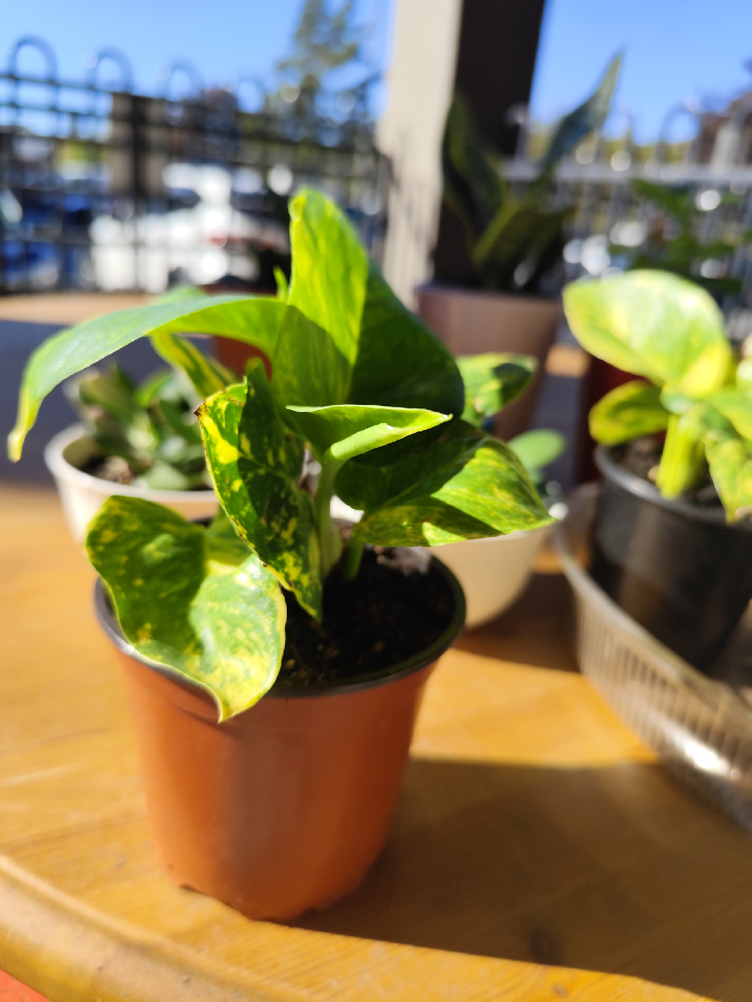 Potted Golden Pothos Plant - photo 2