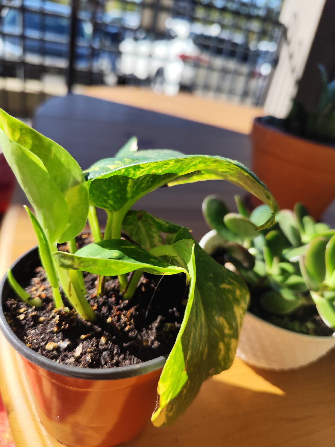 Potted Golden Pothos Plant - photo 3