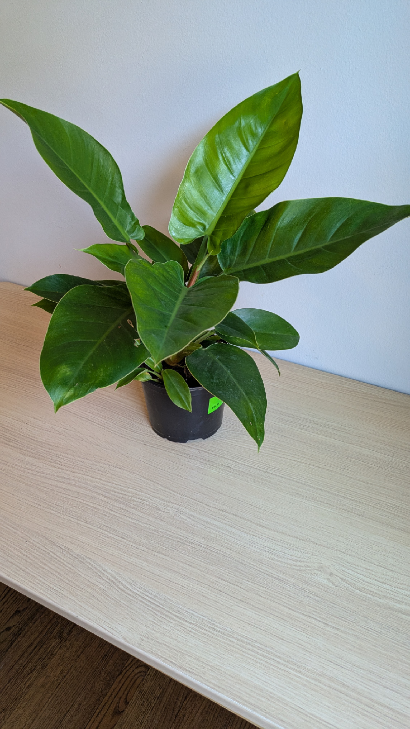 House Plants