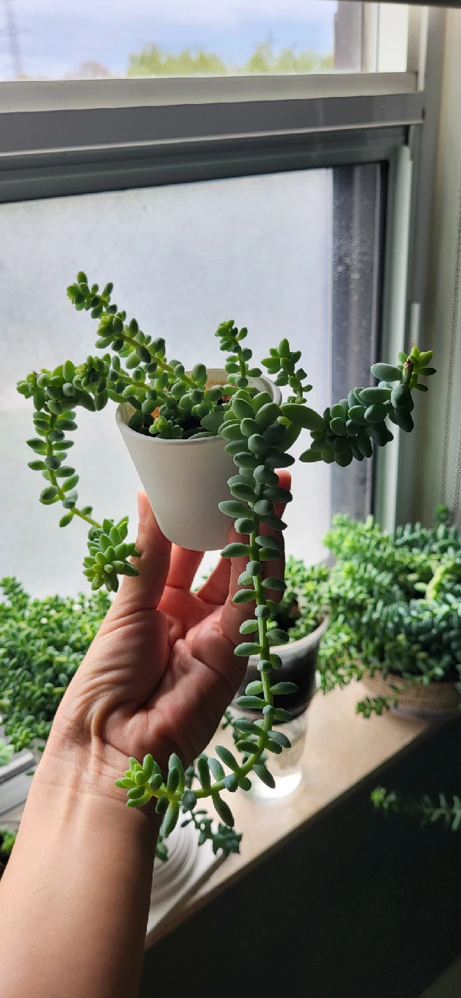 Burro's Tails in White Ceramic Pot