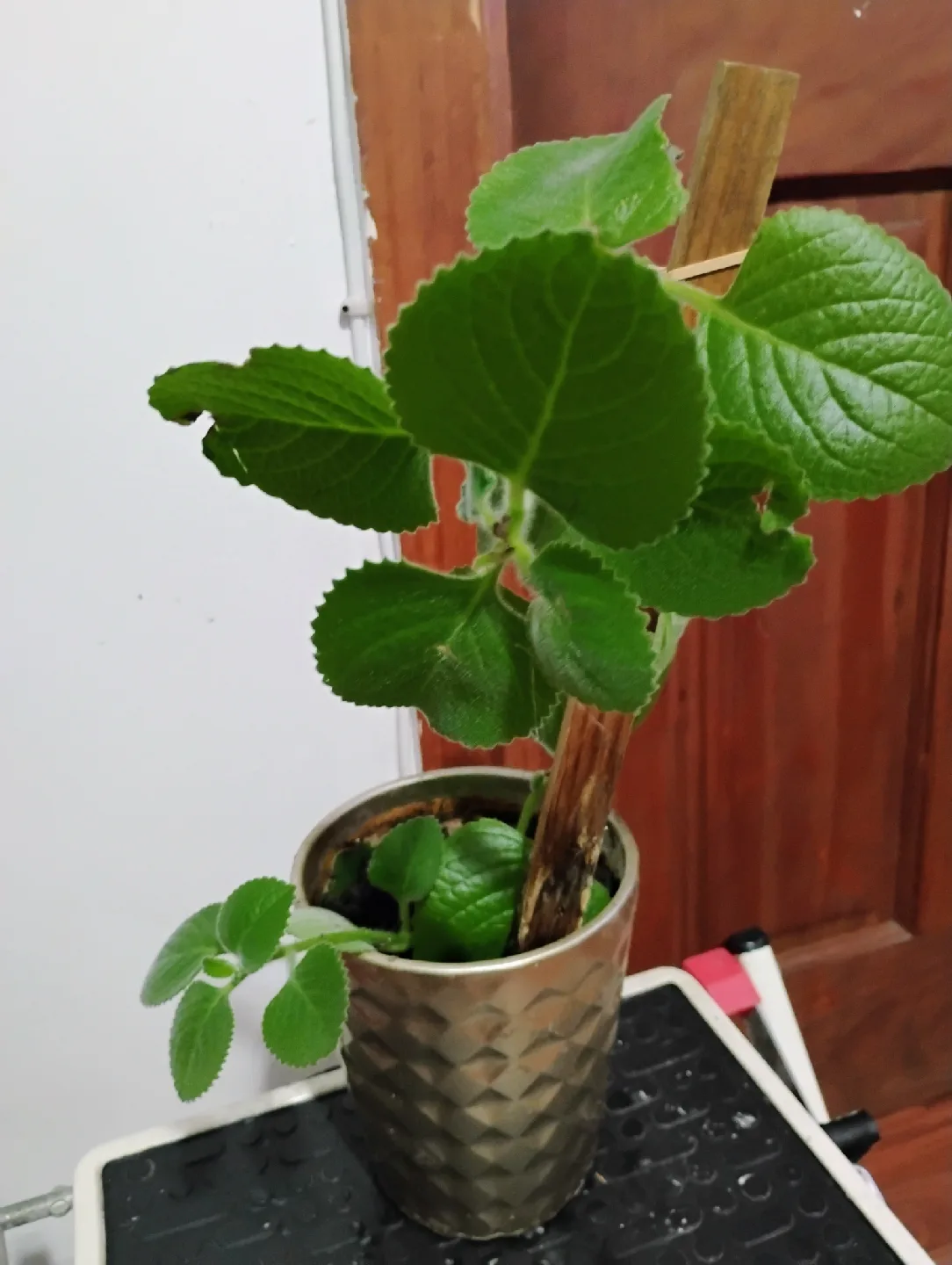 "🥕"oregano plant (broadleaf)potted plan🪴 thumbnail