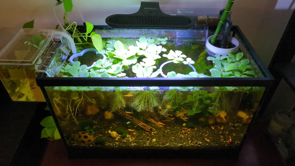 Water lettuce for aquarium :) image indicator(3)