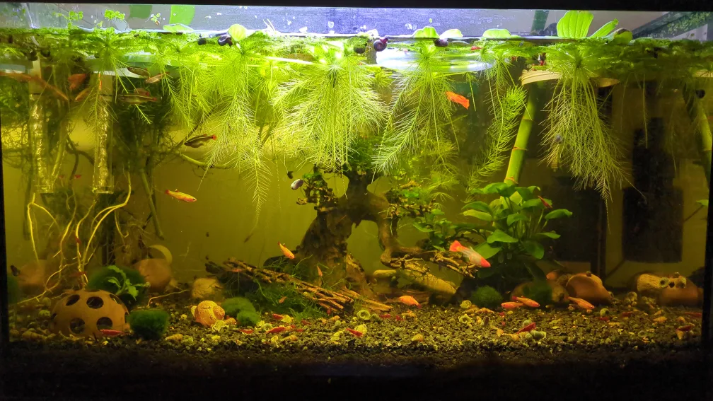 Water lettuce for aquarium :) image indicator(4)