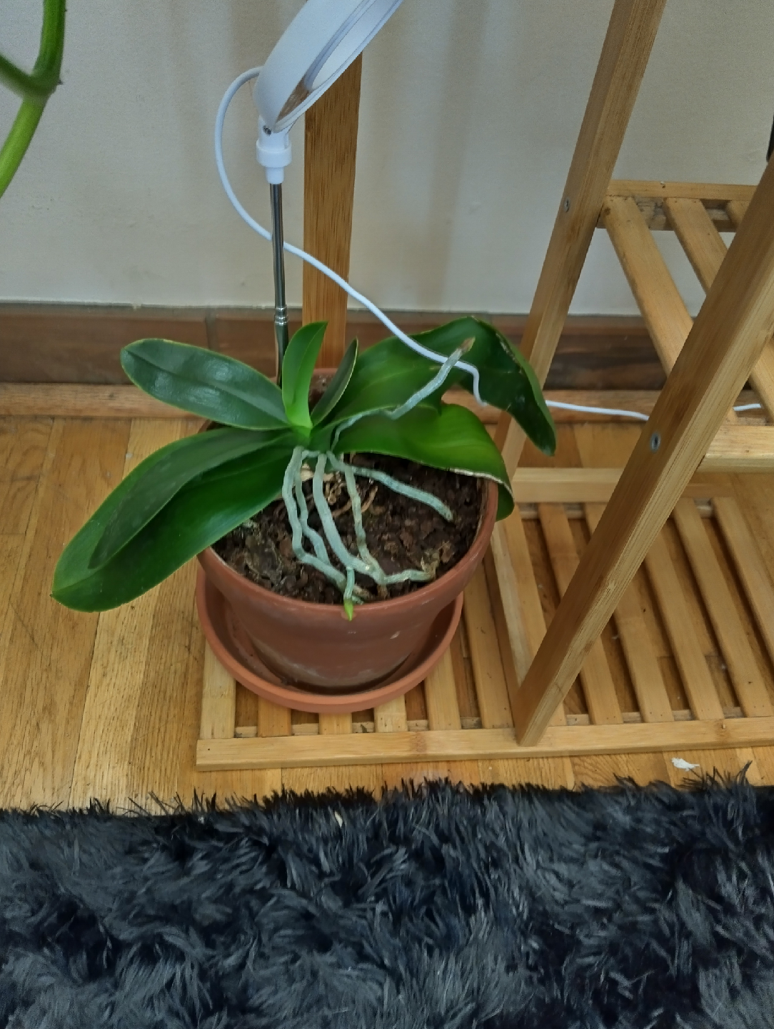 Potted Orchid