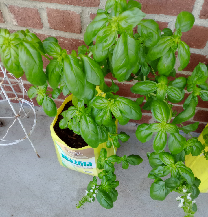 Basil Plant in Mazola Container 🧡