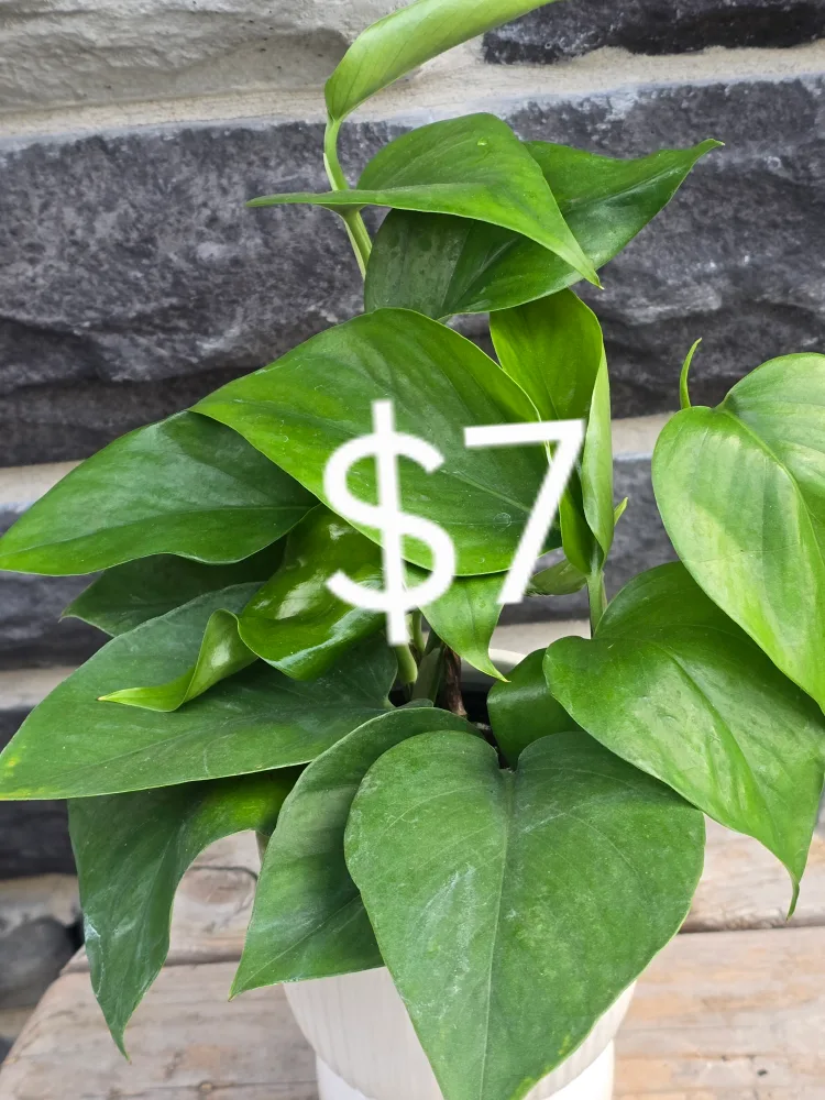 Assorted Indoor Plants image indicator(2)