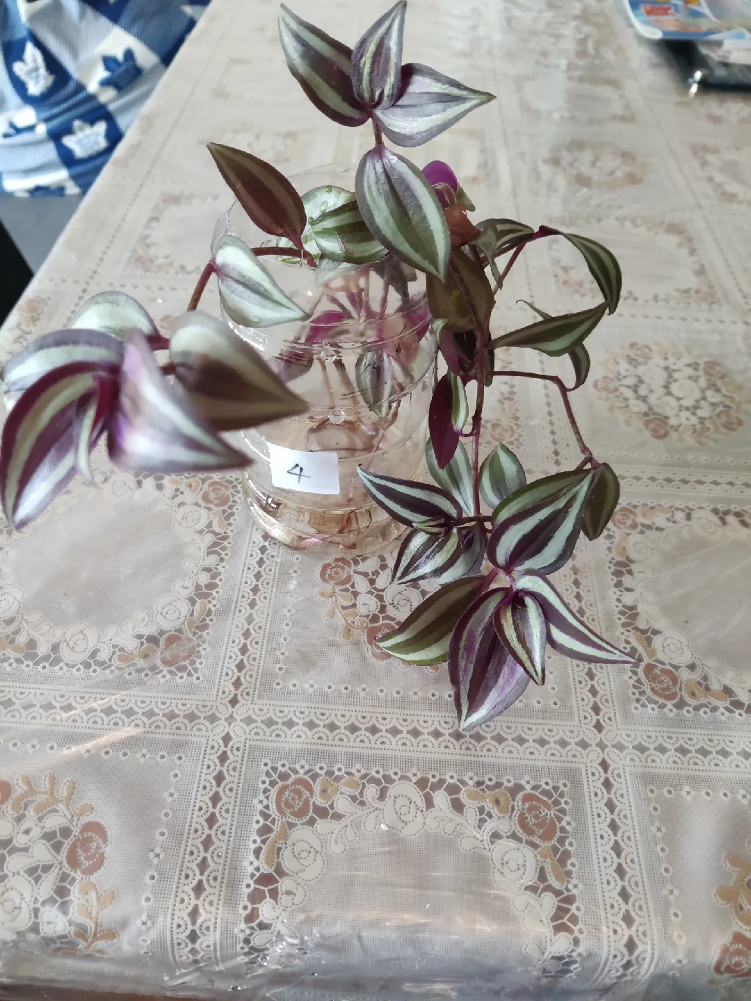 Tradescantia Plant Cuttings image indicator(2)