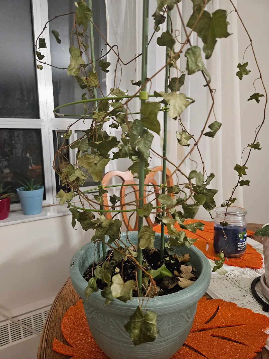 Potted Snake Plant and Other Plants 🤎 image indicator(4)