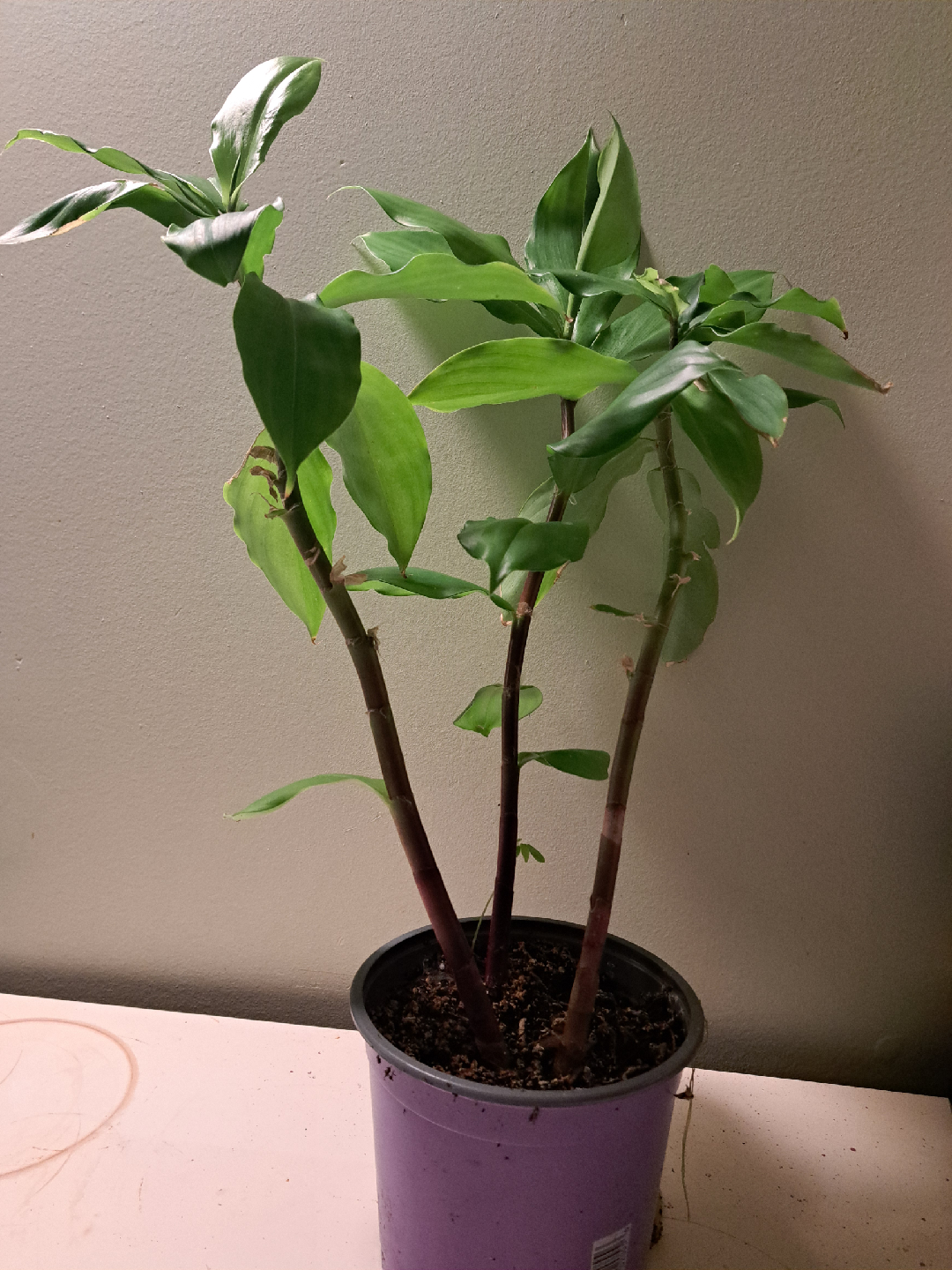 Potted insulin (spiral flack) plant