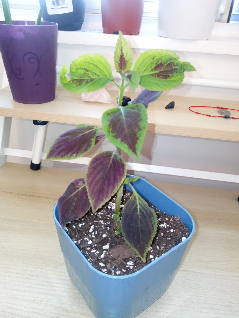 Coleus Plant image indicator(2)