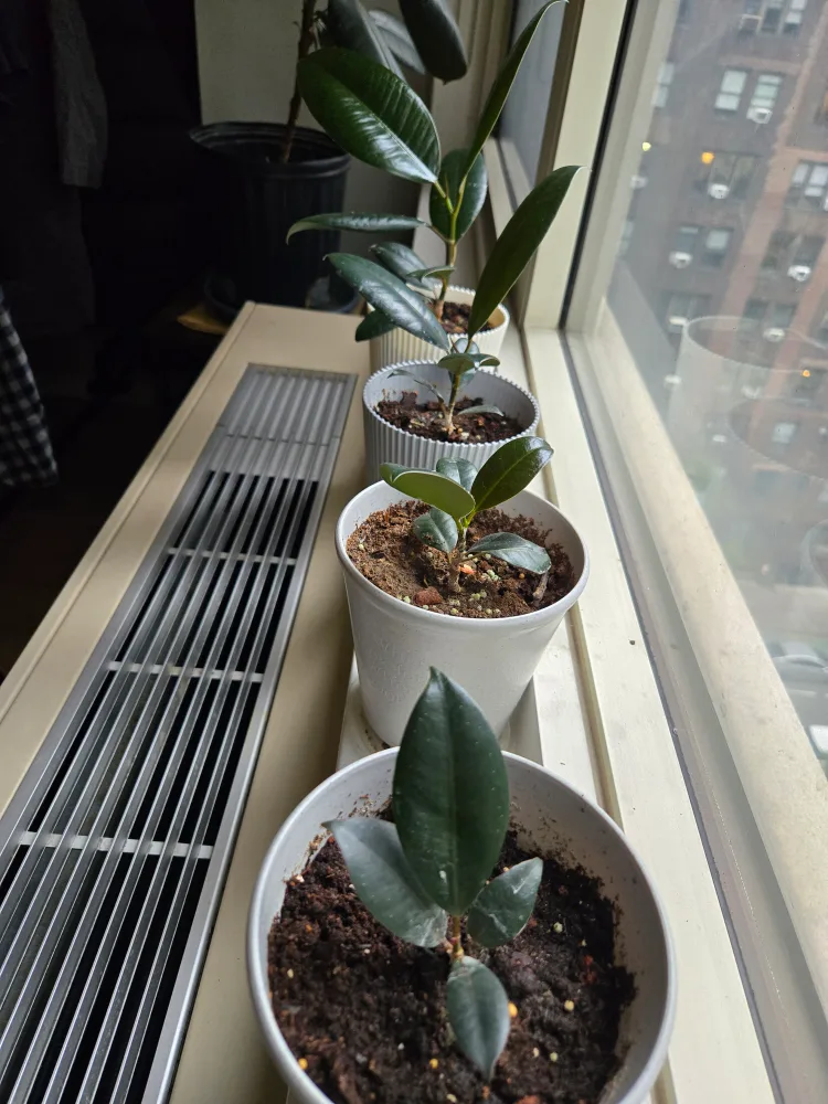 Potted Plant image indicator(2)