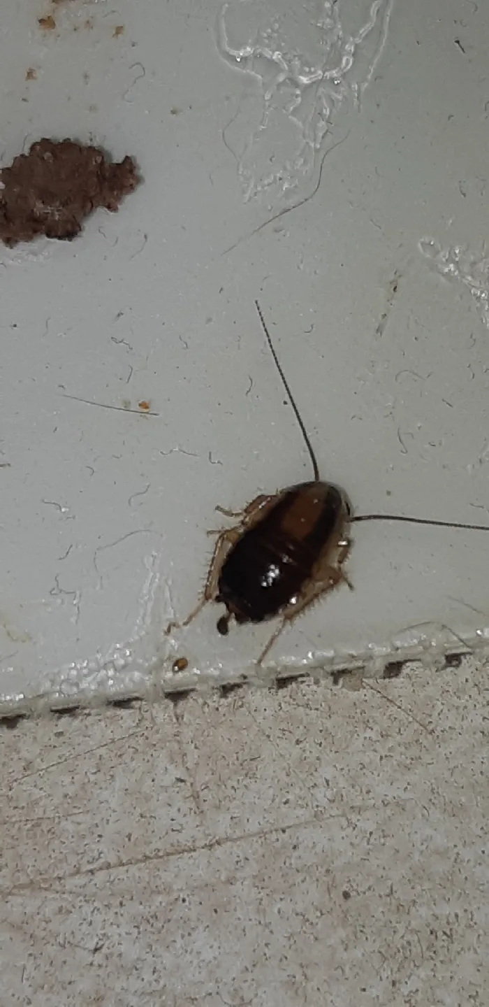 Yamaha CR-2020 Natural Sound Stereo Receiver image indicator(5)