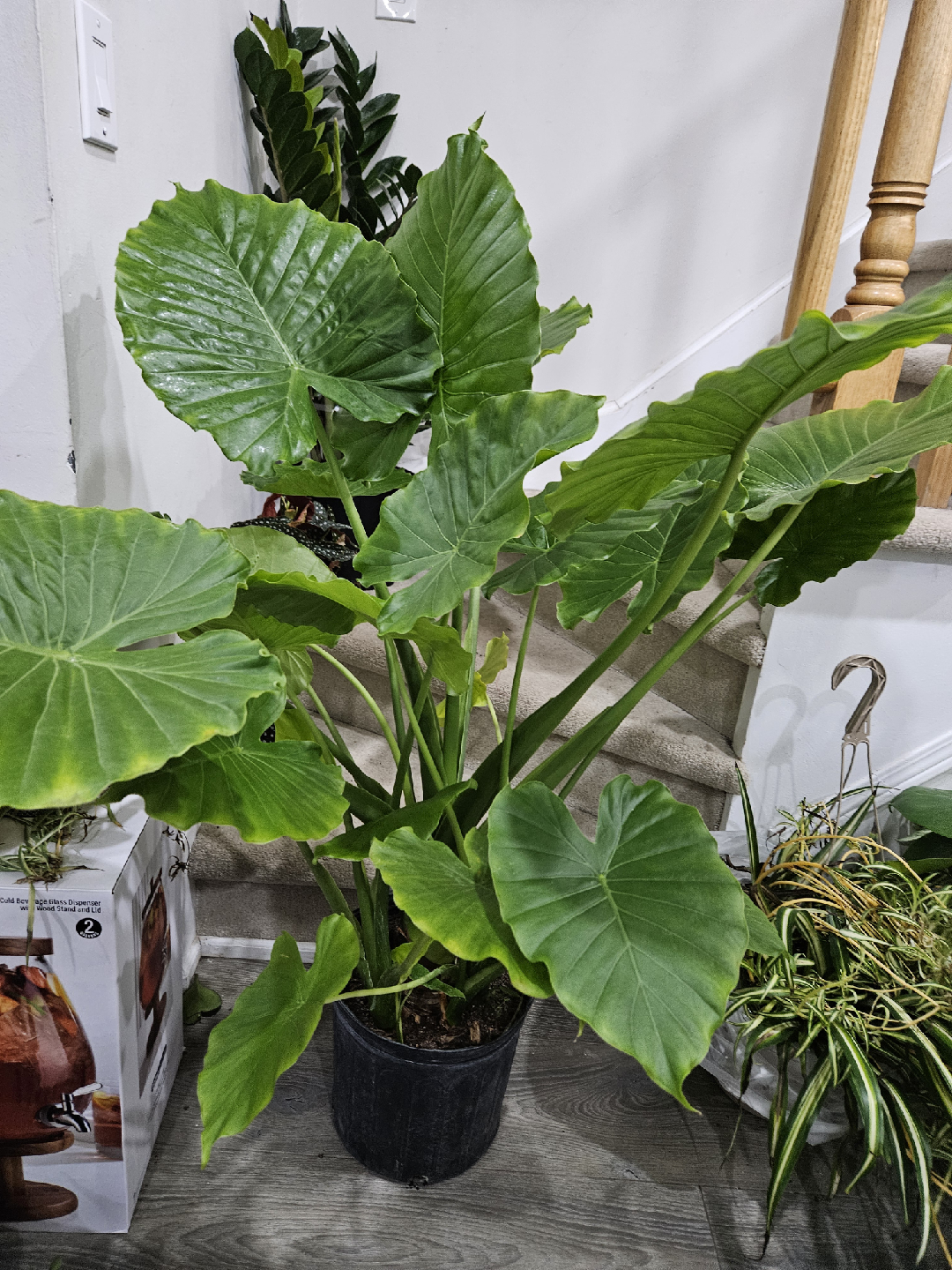 Elephant Ear Plant - Alocasia - photo 2