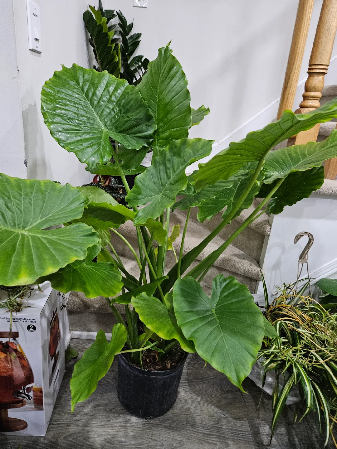 Elephant Ear Plant - Alocasia image indicator(2)