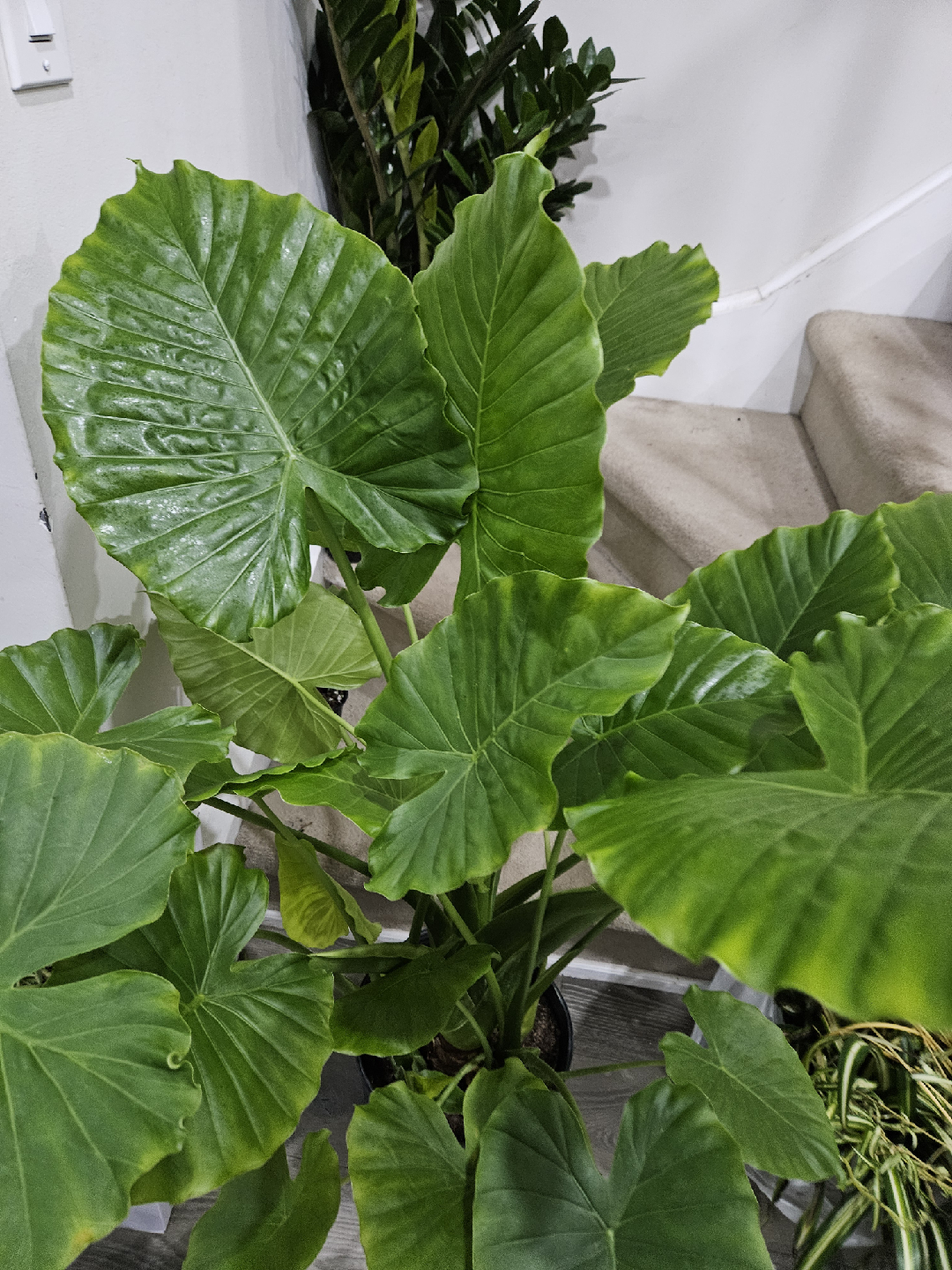 Elephant Ear Plant - Alocasia - photo 5