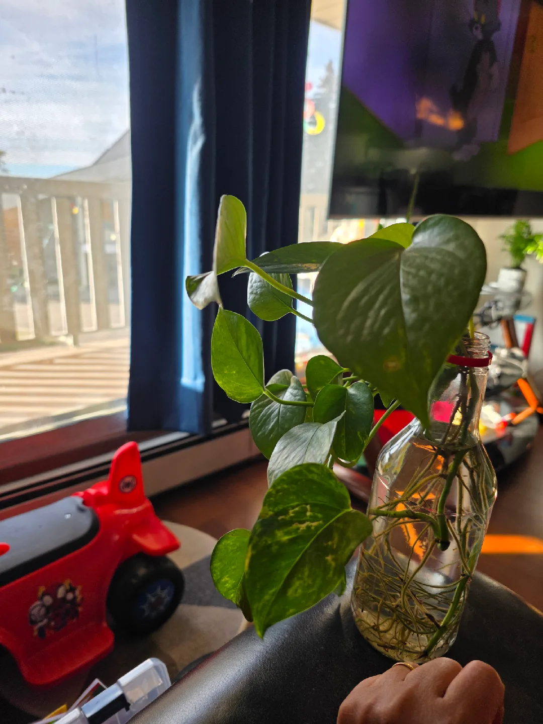 Pothos Plant in Glass Bottle thumbnail