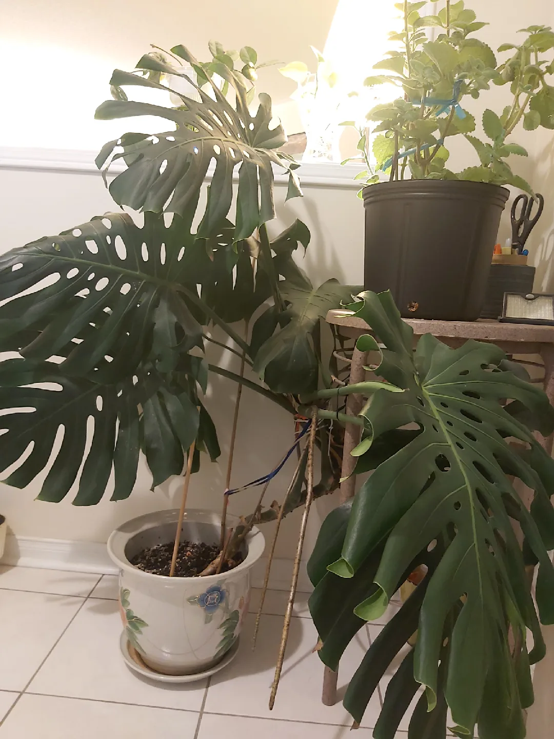 Monstera Deliciosa Plant thumbnail
