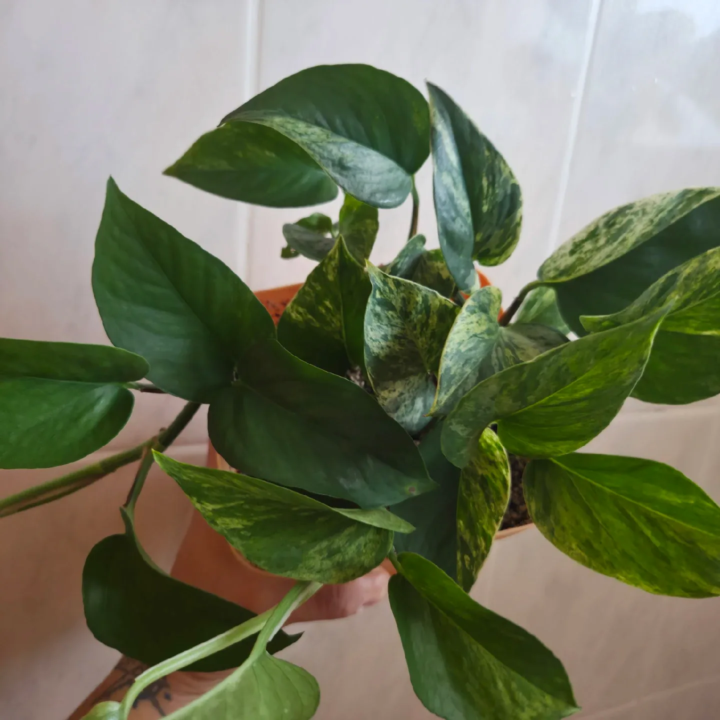 Double Pothos in Yellow Pot image indicator(2)