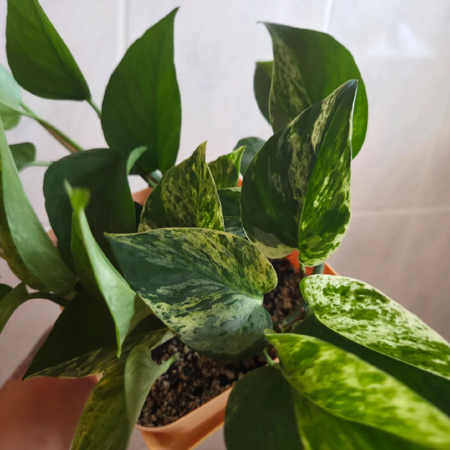 Double Pothos in Yellow Pot image indicator(3)