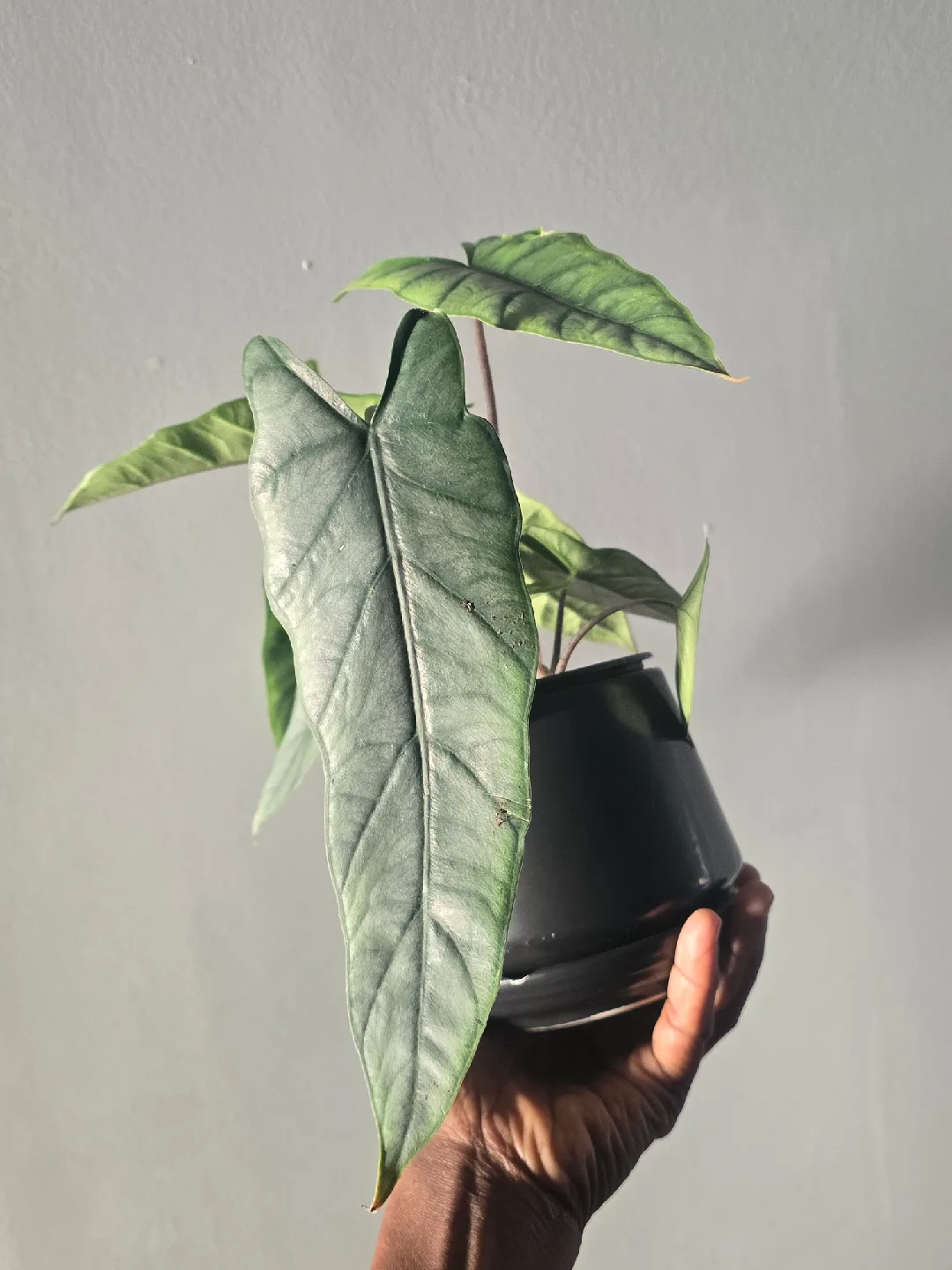 Alocasia  in Black Pot image indicator(2)