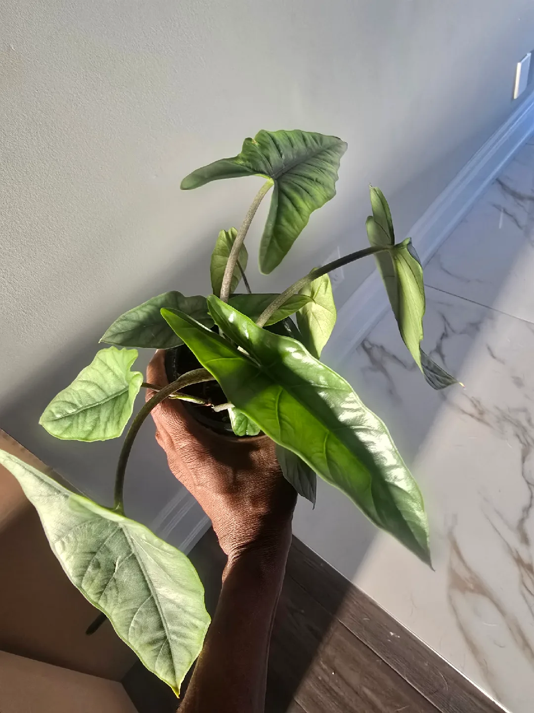 Alocasia  in Black Pot image indicator(6)