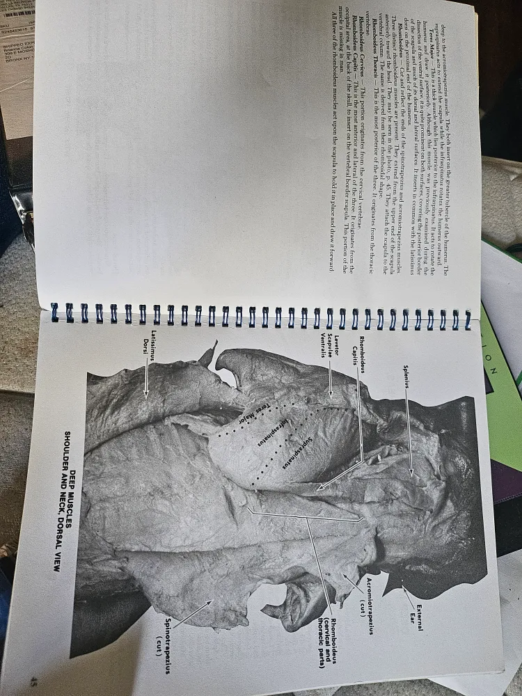 PhotoManual & Dissection Guide of the Fetal Pig image indicator(2)