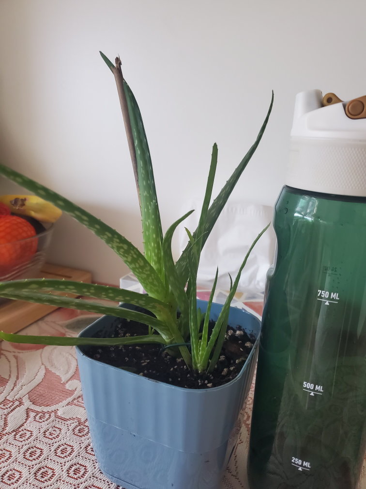 Potted Golden Pothos Plant - photo 4
