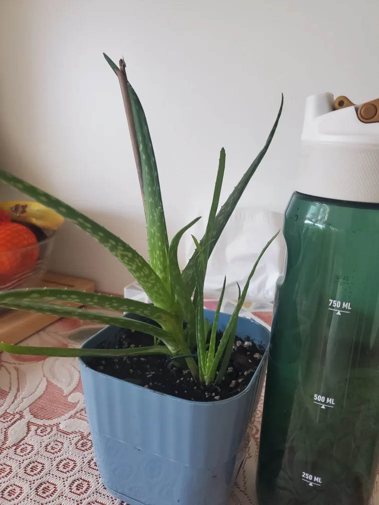 Potted Golden Pothos Plant image indicator(4)