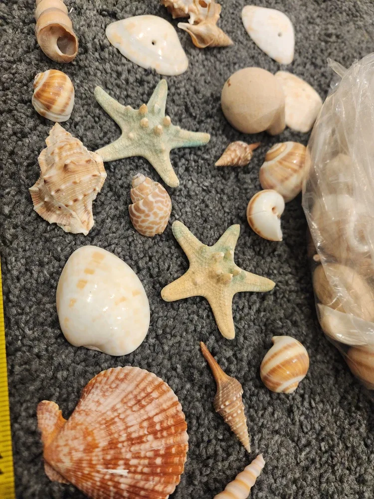 Assorted Sea Shells image indicator(2)