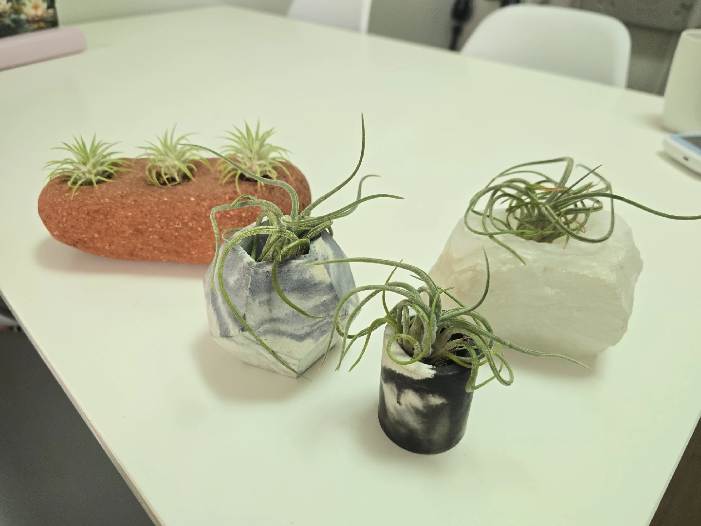 Various Airplants and Holders - photo 3